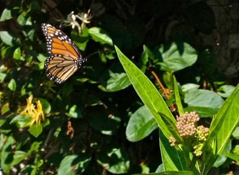 Monarch Butterfly Marsh Milkweed